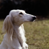 Picture of ch alexandra of daxlore , head study of saluki