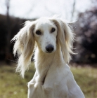 Picture of ch alexandra of daxlore, famous saluki looking into the camera