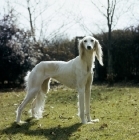 Picture of ch alexandra of daxlore, famous saluki bitch standing on grass