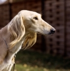 Picture of ch alexis of daxlore,  saluki head study