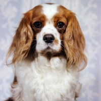 Picture of ch amelia of laguna cavalier king charles spaniel, winner toy group crufts 1963