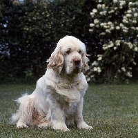 Picture of ch anchorfield bonus,  clumber spaniel sitting 