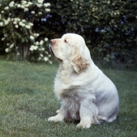 Picture of ch anchorfield bonus, clumber spaniel sitting, looking like a thurber dog