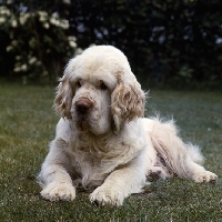 Picture of ch anchorfield bonus, clumber spaniel