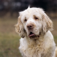 Picture of ch anchorfield bonus,portrait of clumber spaniel