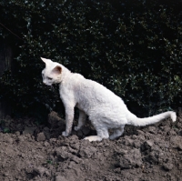 Picture of ch annelida icicle devon rex cat in a ploughed field