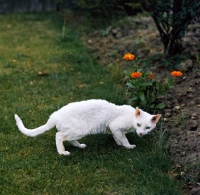 Picture of ch annelida icicle, devon rex cat in a garden
