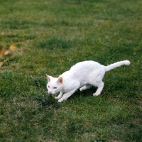 Picture of ch annelida icicle, devon rex cat out prowling