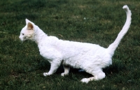 Picture of ch annelida icicle, devon rex cat