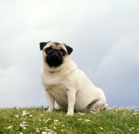Picture of ch annsadie two with pugnus,  pug sitting patiently