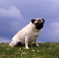 Picture of ch annsadie two with pugnus,  pug sitting with grey sky background