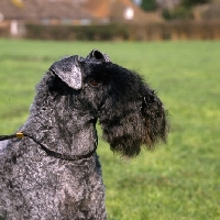 Picture of ch arkama made to measure,   kerry blue terrier head and shoulder 