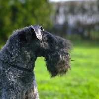 Picture of ch arkama made to measure, kerry blue terrier, portrait 