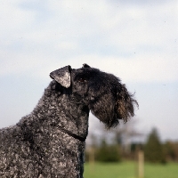 Picture of ch arkama made to measure, kerry blue terrier head and shoulder 