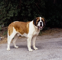 Picture of ch astor von faustenstein,   smooth coated saint bernard