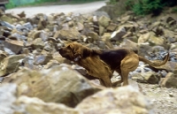 Picture of ch barsheen magnus,  bloodhound running amongst rocks