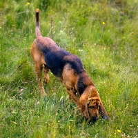 Picture of ch barsheen magnus, bloodhound scenting, tracking