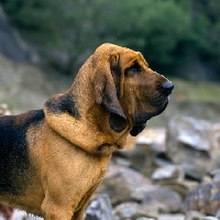 Picture of ch barsheen magnus (mag)  bloodhound, portrait