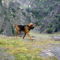 Picture of ch barsheen magnus (mag),  bloodhound trotting out in a rocky gorge