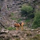 Picture of ch barsheen magnus (mag), bloodhound walking on rocks in a gorge