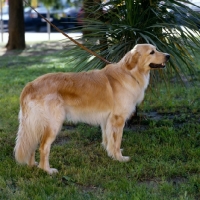 Picture of ch basil v.d.weunsberger rebe hovawart standing on grass