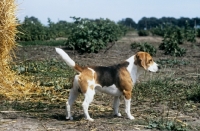 Picture of ch beacott buckthorn, (bucky), beagle standing on farmland