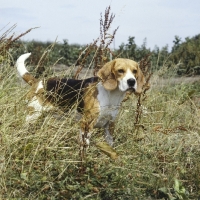 Picture of ch beacott buckthorn, (bucky) beagle staring through long grass