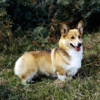 Picture of ch belroyd lovebird , pembroke corgi standing on grass