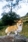 Picture of ch belroyd lovebird, pembroke corgi on a welsh hillside