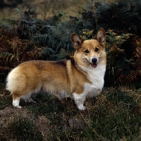 Picture of ch belroyd lovebird, pembroke corgi standing on a rock in bracken