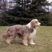 Picture of ch benjie of bothkennar,  bearded collie, born 1958