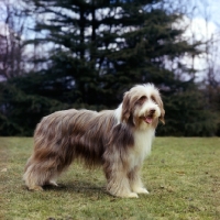 Picture of ch benjie of bothkennar, b o b crufts 1962, bearded collie, a historic dog born 1958
