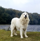 Picture of ch bergerie diable, pyrenean mountain dog on grass