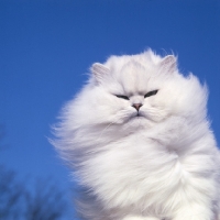 Picture of ch bonavia bella maria, chinchilla cat in the wind with slit eyes