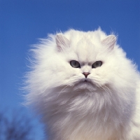 Picture of ch bonavia bella maria, chinchilla cat, head study