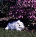 Picture of ch bonavia bella maria, chinchilla cat in the garden