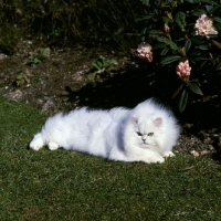 Picture of ch bonavia bella maria, fluffy chinchilla cat 