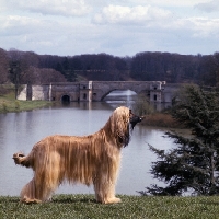 Picture of ch bondor serenade, afghan hound by blenheim palace lake