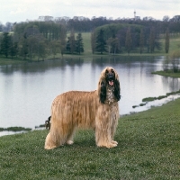 Picture of ch bondor serenade, afghan hound standing on grass by lake at blenheim palace