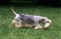 Picture of ch bora lovu zdar, cesky terrier searching