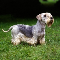 Picture of ch bora lovu zdar, cesky terrier in czech republic