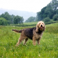 Picture of ch boravin oakleaf, otterhound standing on grass in the countryside
