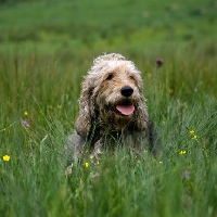 Picture of ch boravin oakleaf otterhound in long grass, head study 