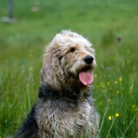 Picture of ch boravin oakleaf, otterhound  head portrait