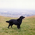 Picture of ch bordercot guy  flatcoat retriever standing in the hillside