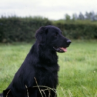 Picture of ch bordercot guy,  flatcoat retriever head and shoulders 