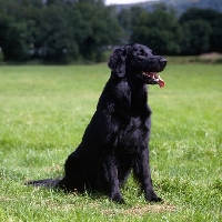 Picture of ch bordercot guy , flatcoat retriever sitting on grass