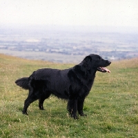 Picture of ch bordercot guy , flatcoat retriever standing on a hillside