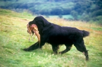 Picture of ch bordercot guy, flat coated retriever carrying pheasant