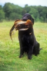 Picture of ch bordercot guy, flat coated retriever carrying pheasant